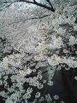 2006sakura #1.JPG