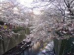 Sakura1.jpg